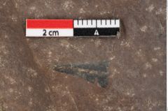Foto (Detailsansicht) von Quercus palaeoilex Ettingshausen (NHMW-GEO-2024-0188-0776)